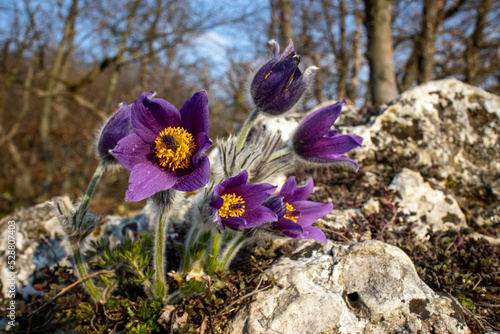 Konstfotografi pasque flowers outdoor in spring