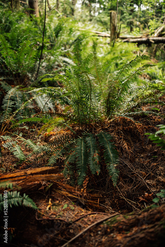 Western Sword Fern (Polystichum munitum) in the forest outside Seattle, Washington