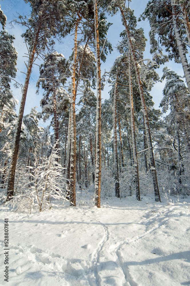 Fototapeta premium snowy forest in the morning