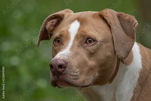 Cute Dog Close-up