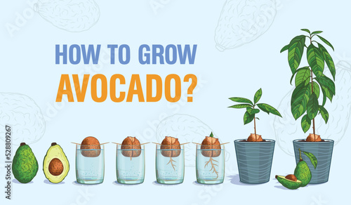 How to grow avocado at home? Bone avocado sprouting in a glass of water. maturation stages. Transplant into a pot with soil. A mature tree bears ripe fruit. Vector illustration. Scientific experience