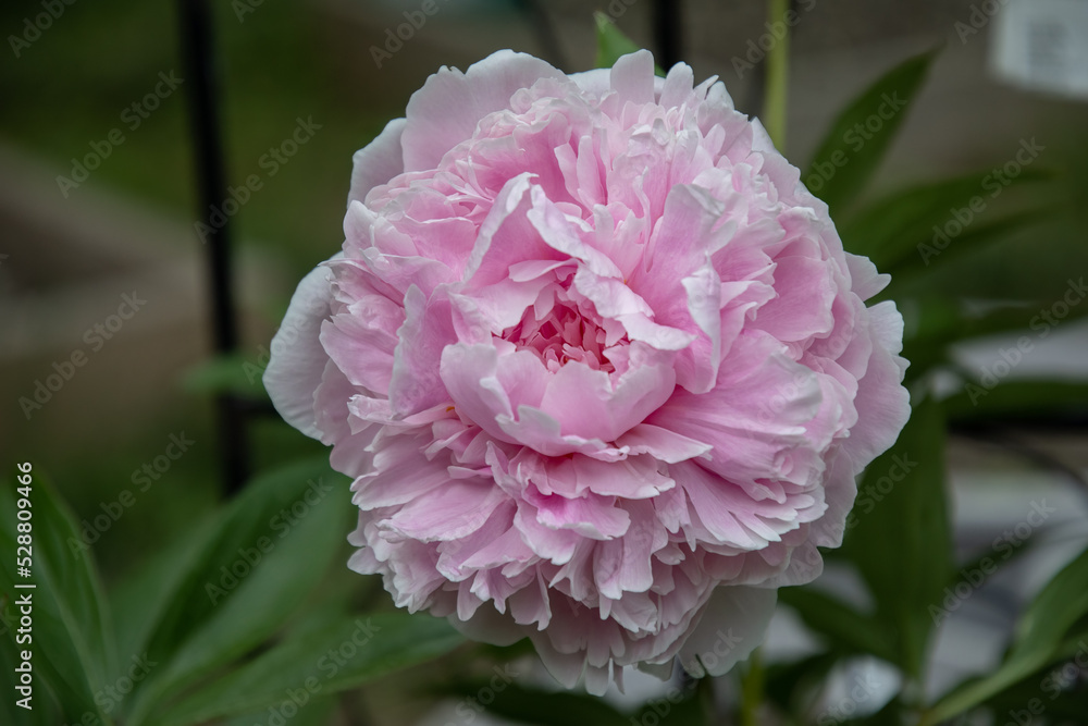 'Sarah Bernhardt' Peony