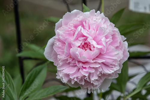 Canvastavla 'Sarah Bernhardt' Peony
