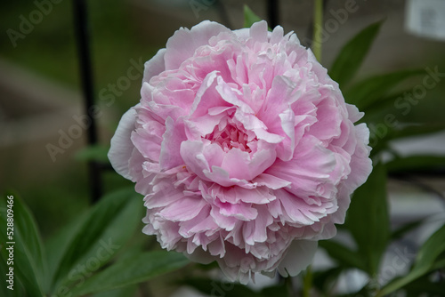 Canvas Print 'Sarah Bernhardt' Peony