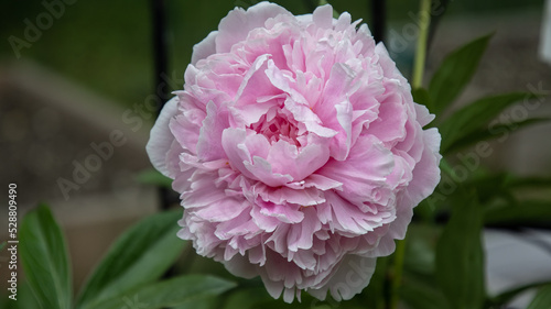 Foto 'Sarah Bernhardt' Peony