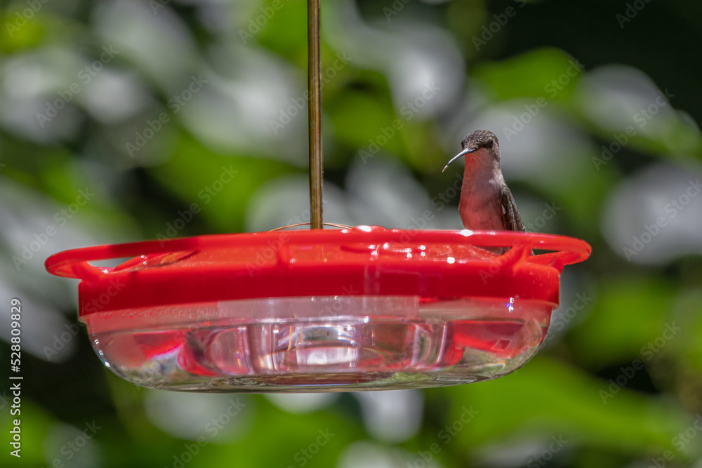 Ruby-throated Hummingbird perched at feeder. Ruby-throated Hummingbird perched at feeder.