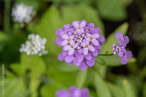 Candytuft