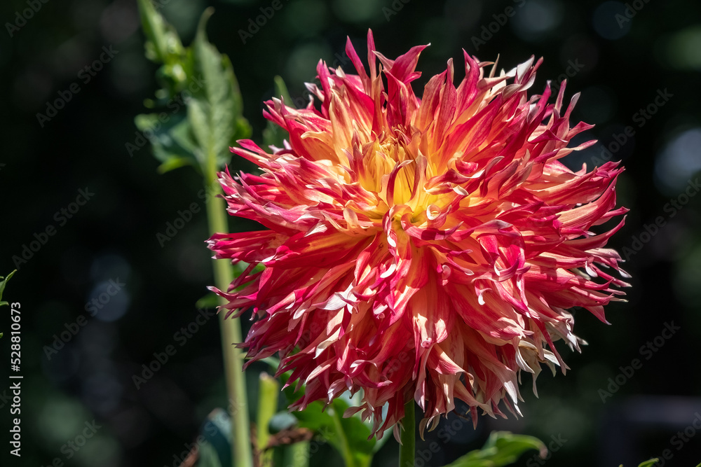 Colorful Cactus Dinnerplate Dahlia Colorful Cactus Dinnerplate Dahlia