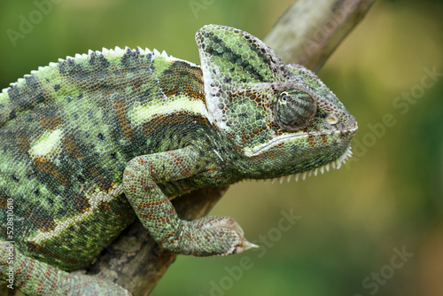 close-up of chameleon