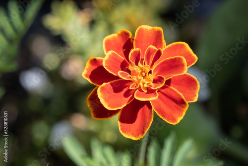 Marigold