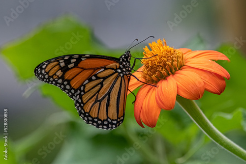 Monarch Butterfly on Mexican Sunflower. © Joshua