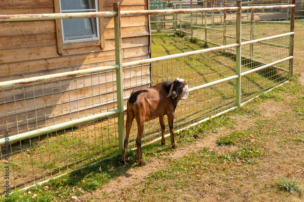 Goat brown mammal farm animal agriculture livestock isolated wildlife, concept food horn from organic and cute young, stall background. National cattle healthy, hooves