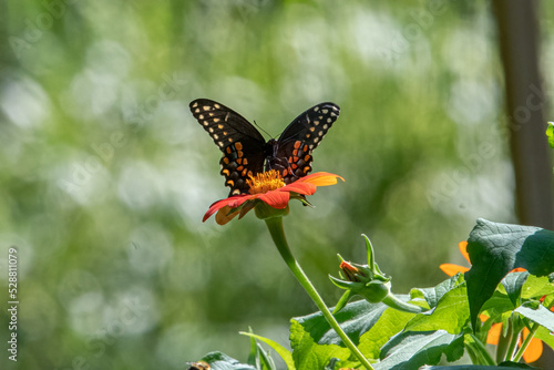 black Swallowtail Butterfly on Mexican Sunflower