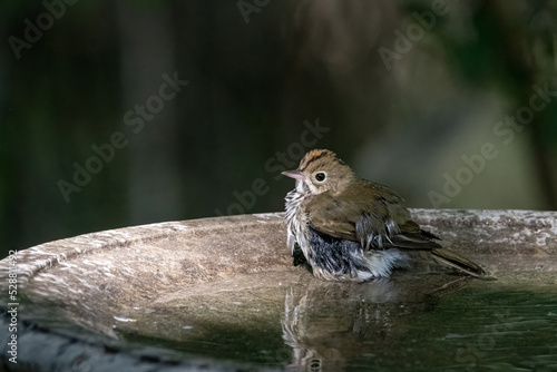 Ovenbird in bird bath. photo