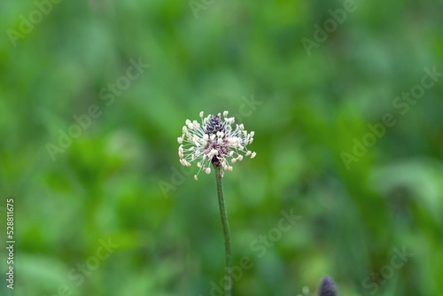 Flower of a buckhorn, Plantago lanceolata photo