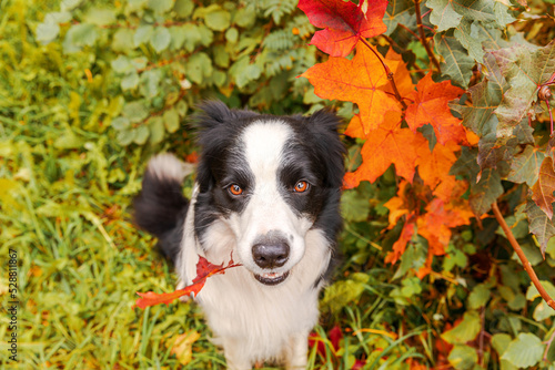 Fototapeta Naklejka Na Ścianę i Meble -  Funny puppy dog border collie with orange maple fall leaf in mouth sitting on park background outdoor. Dog sniffing autumn leaves on walk. Hello Autumn cold weather concept