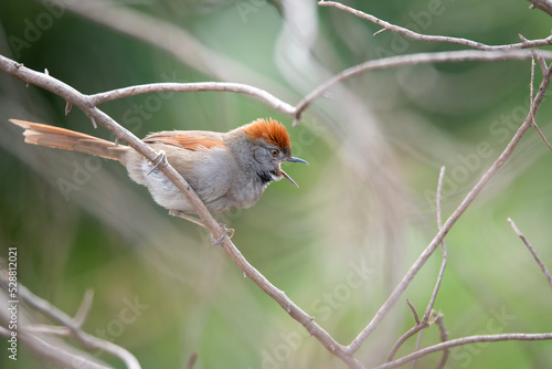 petrim (Synallaxis frontalis) cantando photo