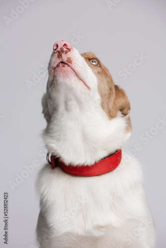 Portrait of a dog in a red collar. She looks up. Border Collie. © kazantsevaov