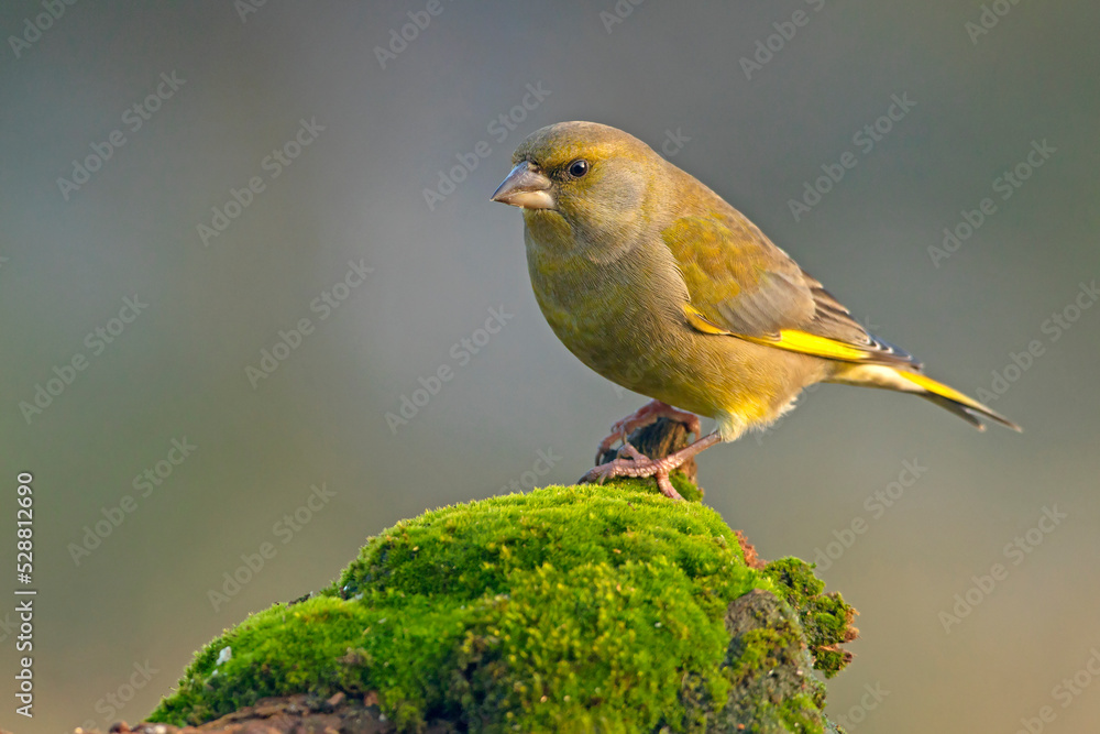 Dzwoniec (Chloris chloris) Dzwoniec (Chloris chloris)