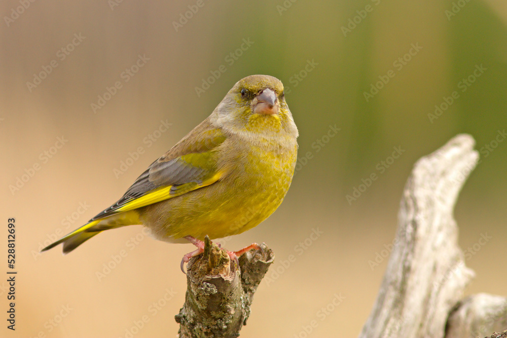 Fototapeta premium Dzwoniec (Chloris chloris)