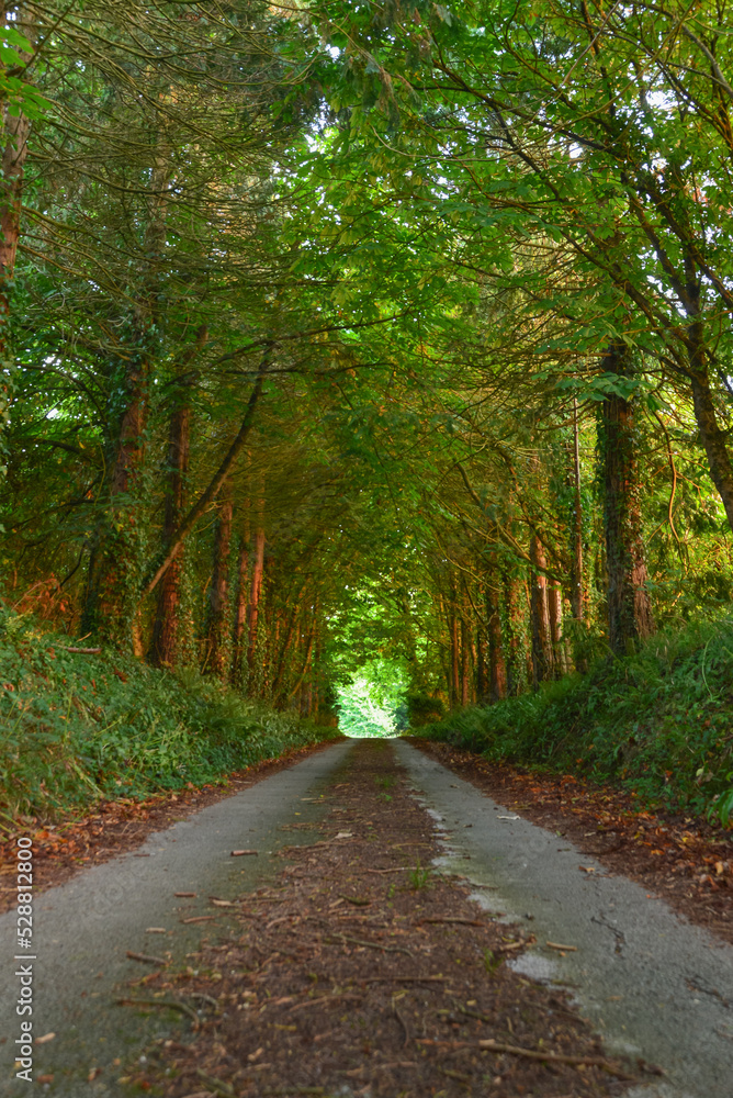 road in the forest, Castlemartyr woodland 