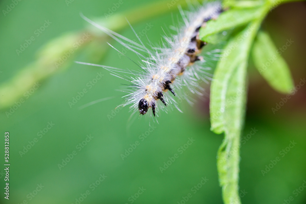 Hairy caterpillar. These cute caterpillars love and eat leaves, but they are also quite harmful to agriculture. Hairy caterpillar. These cute caterpillars love and eat leaves, but they are also quite harmful to agriculture.