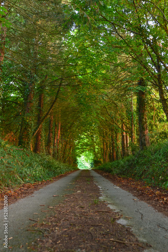 road in the forest  Castlemartyr woodland 