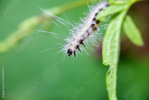 Hairy caterpillar. These cute caterpillars love and eat leaves, but they are also quite harmful to agriculture. © brahim