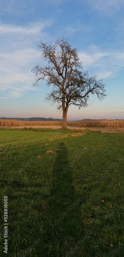 tree in the field and shadow of human