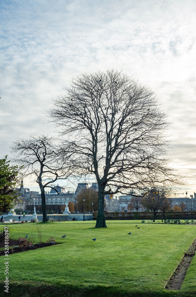 Obraz premium trees in the park