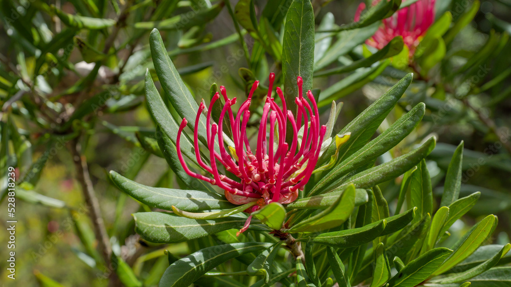 close up of sunlit tasmania waratah flower at cradle mt close up of sunlit tasmania waratah flower at cradle mt