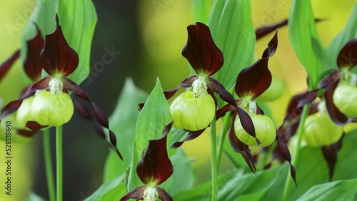 Wallpaper Mural Close-up of blooming Lady's-slipper orchid in Estonian boreal forest Torontodigital.ca