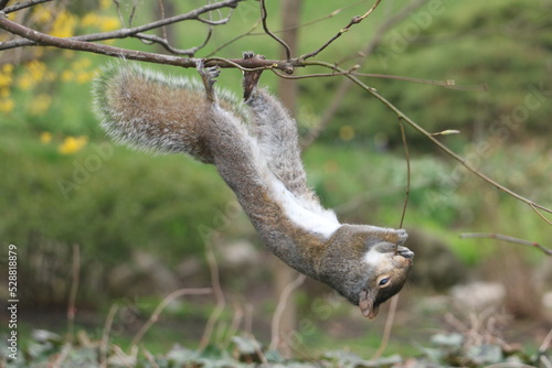 squirrel in the park