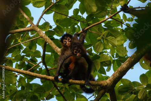 Spider monkeys playing in corcovado national park on the osa peninsula of costa rica photo