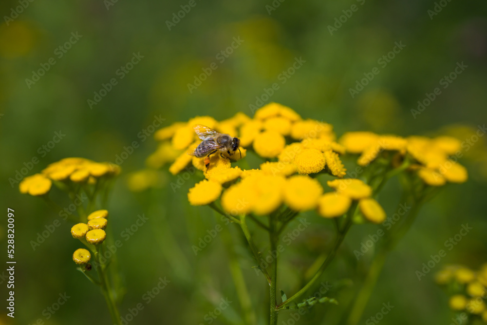 Blühender Rainfarn (Tanacetum vulgare) mit Biene | common tansy Blühender Rainfarn (Tanacetum vulgare) mit Biene | common tansy