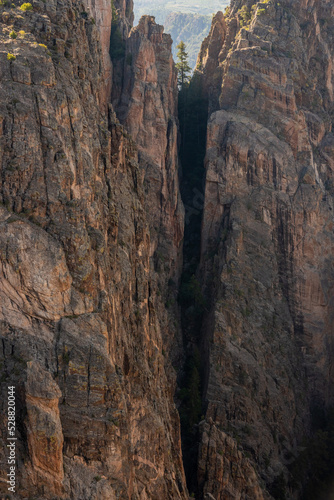 Tree Grows Out of Crevice in Black Canyon
