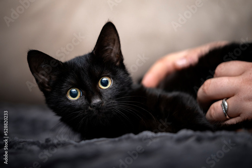 Portret czarnego kota