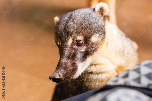 Wild coati from the Foz do Iguaçu Park photo