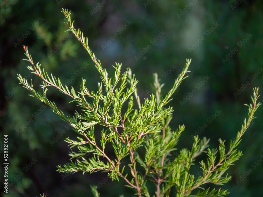 Spring Tea Tree Spring Tea Tree