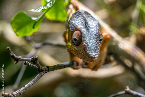 Panther Chameleon (Furcifer pardalis) in Search for Food