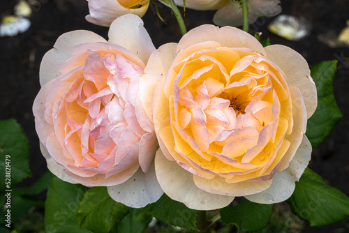 Flowers of ‘Roald Dahl’ English Rose photo