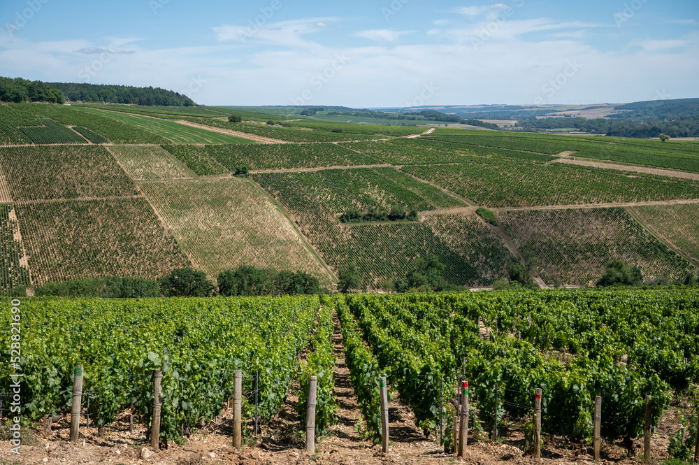 Panoramic view on Chablis Grand Cru appellation vineyards with grapes growing on limestone and marl soils, Burdundy, France