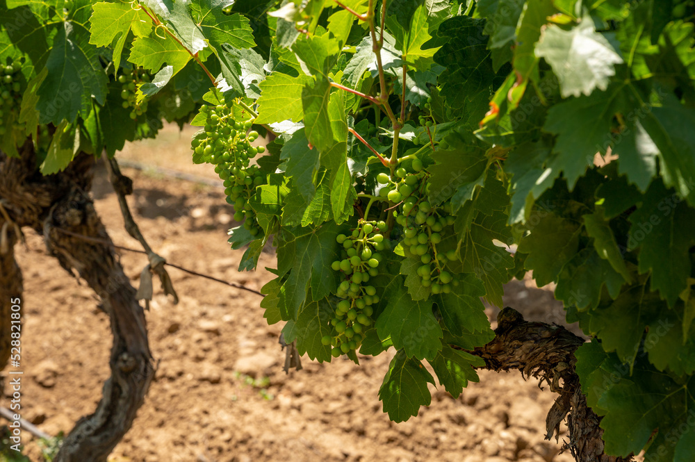 Rows of green grapevines growing on pebbles on vineyards near Lacoste village in Luberon, Provence, France Rows of green grapevines growing on pebbles on vineyards near Lacoste village in Luberon, Provence, France