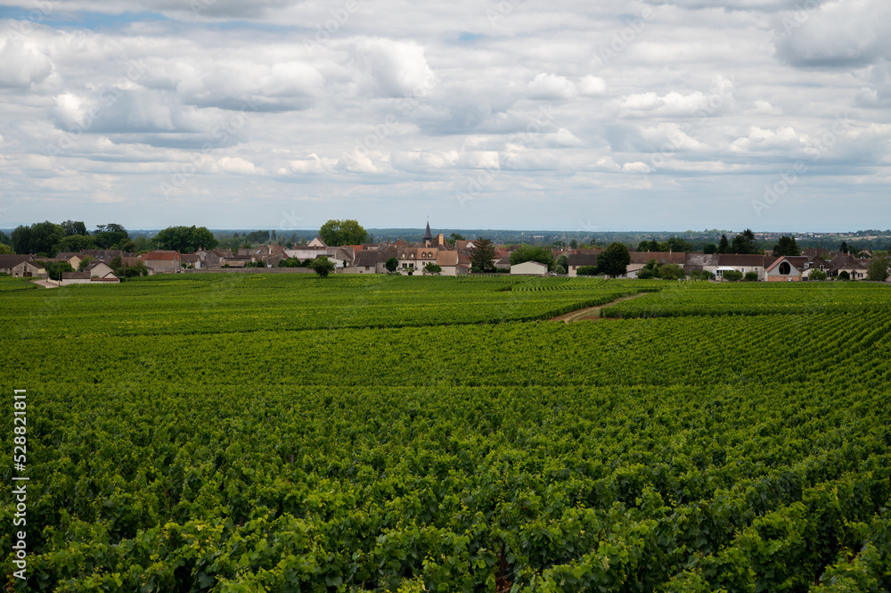 Green vineyards with growing grapes plants, production of high quality famous French white wine in Puligny-Montrachet village, Burgundy, France