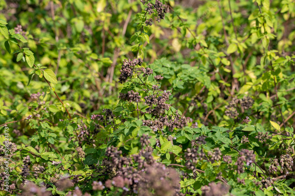 Blossom of oregano or majoram aromatic kitchen herb Blossom of oregano or majoram aromatic kitchen herb