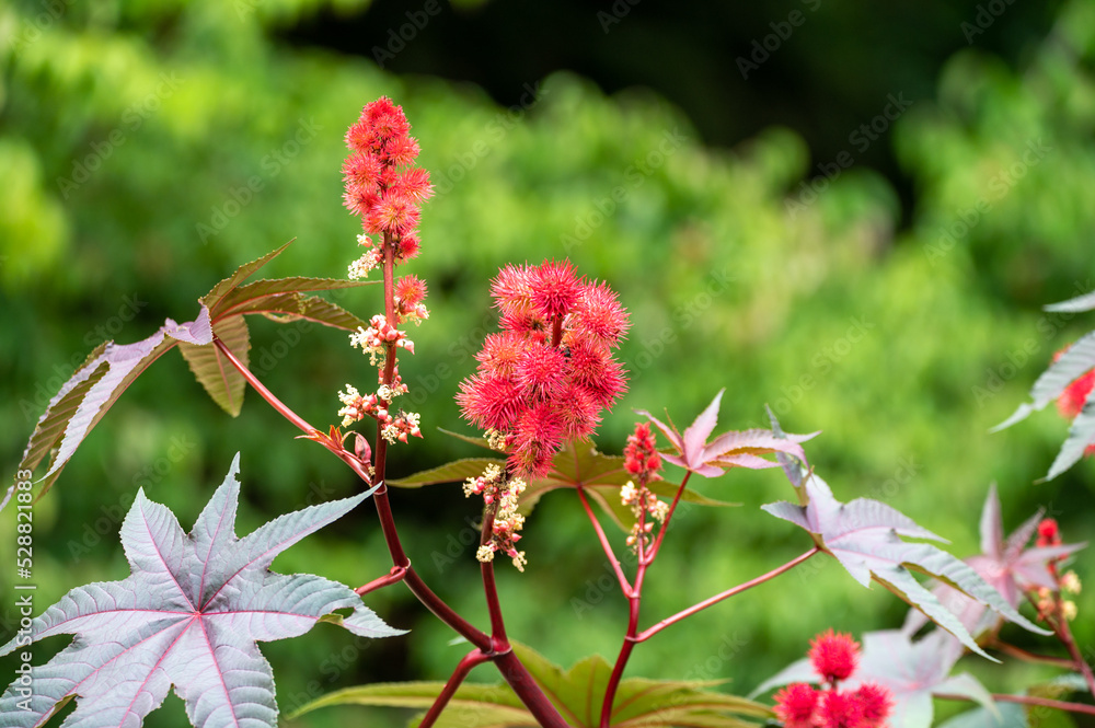 Ricinus communis or castor oil plant growing in garden Ricinus communis or castor oil plant growing in garden