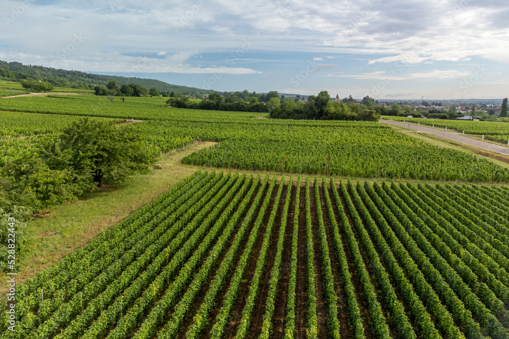 Panoramic view on grand cru vineyards in Côte-d'Or Burgundy winemaking region, Bourgogne-Franche-Comté, France