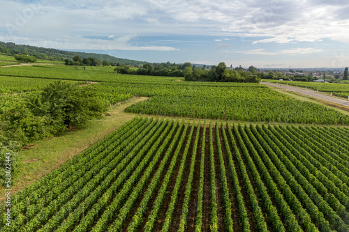 Panoramic view on grand cru vineyards in C  te-d Or Burgundy winemaking region  Bourgogne-Franche-Comt    France