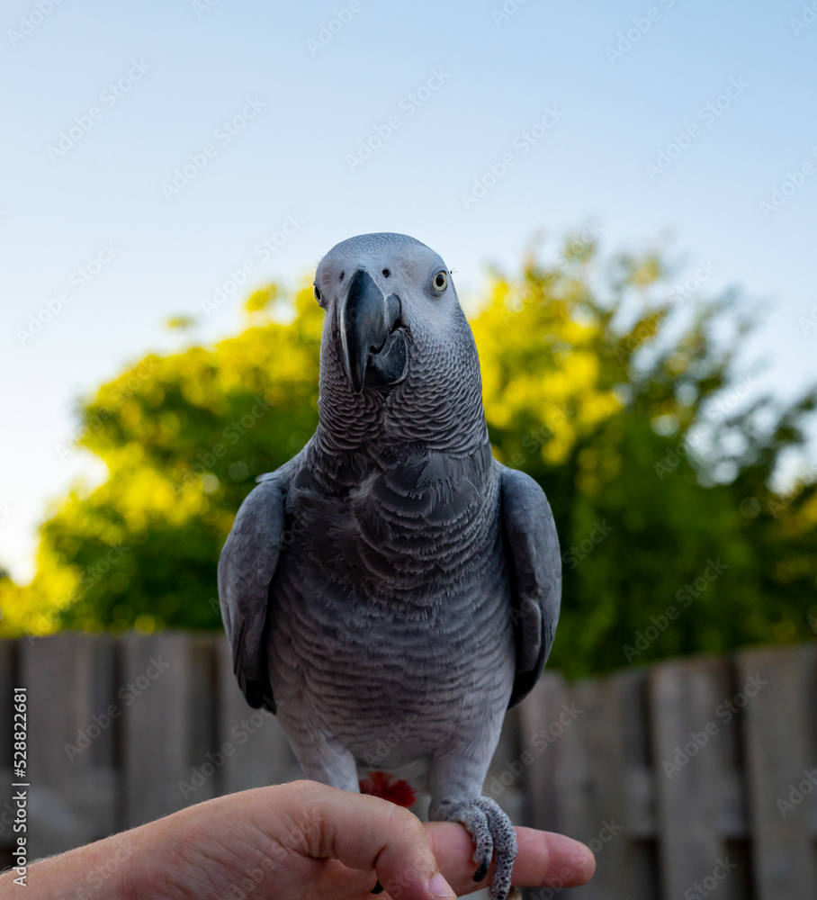 Fototapeta premium African grey parrot with red tail sitting on hand