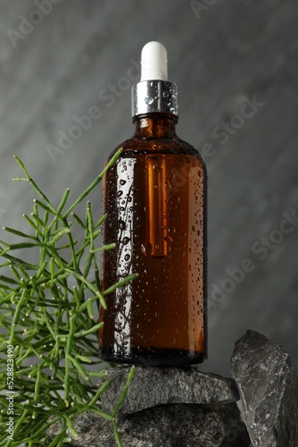 Bottle of hydrophilic oil and green plant on rocks against grey background, closeup photo